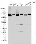 Pan-cadherin Antibody in Western Blot (WB)