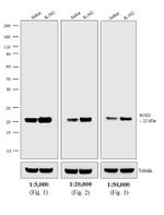 Mouse IgG (H+L) Secondary Antibody in Western Blot (WB)