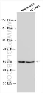 TMEM135 Antibody in Western Blot (WB)