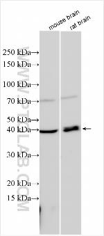 SLC10A4 Antibody in Western Blot (WB)