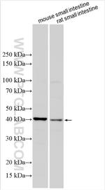 OSTA Antibody in Western Blot (WB)
