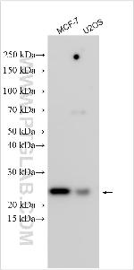 COMMD4 Antibody in Western Blot (WB)