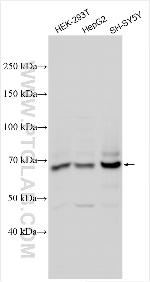 EPN2 Antibody in Western Blot (WB)