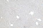 ASGR1 Antibody in Immunohistochemistry (Paraffin) (IHC (P))