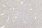 ASGR1 Antibody in Immunohistochemistry (Paraffin) (IHC (P))