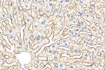 ASGR1 Antibody in Immunohistochemistry (Paraffin) (IHC (P))