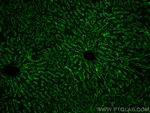 ASGR1 Antibody in Immunohistochemistry (PFA fixed) (IHC (PFA))
