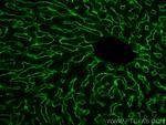 ASGR1 Antibody in Immunohistochemistry (PFA fixed) (IHC (PFA))