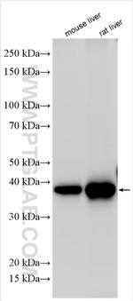 ASGR1 Antibody in Western Blot (WB)