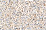 Albumin Antibody in Immunohistochemistry (Paraffin) (IHC (P))