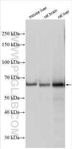 Albumin Antibody in Western Blot (WB)