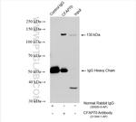 CFAP70 Antibody in Immunoprecipitation (IP)