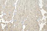 VWA8 Antibody in Immunohistochemistry (Paraffin) (IHC (P))