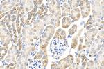 VWA8 Antibody in Immunohistochemistry (Paraffin) (IHC (P))