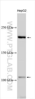VWA8 Antibody in Western Blot (WB)