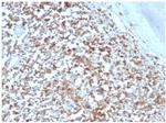HLA-G (Major Histocompatibility Complex, class I, G) Antibody in Immunohistochemistry (Paraffin) (IHC (P))
