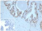 HLA-G (Major Histocompatibility Complex, class I, G) Monoclonal Antibody (HLAG, 6686)