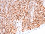 HLA-G (Major Histocompatibility Complex, class I, G) Antibody in Immunohistochemistry (Paraffin) (IHC (P))