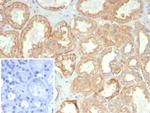 HLA-G (Major Histocompatibility Complex, class I, G) Monoclonal Antibody (HLAG/7095)