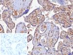 HLA-G (Major Histocompatibility Complex, class I, G) Antibody in Immunohistochemistry (Paraffin) (IHC (P))