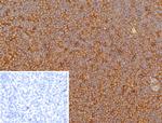 HLA-G (Major Histocompatibility Complex, class I, G) Antibody in Immunohistochemistry (Paraffin) (IHC (P))