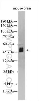 DFNA5/GSDME Antibody in Western Blot (WB)