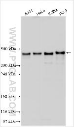 HTRA3 Antibody in Western Blot (WB)