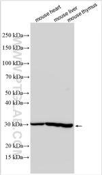 PSMA5 Antibody in Western Blot (WB)