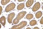 NEK4 Antibody in Immunohistochemistry (Paraffin) (IHC (P))