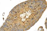 NEK4 Antibody in Immunohistochemistry (Paraffin) (IHC (P))