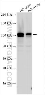 NEK4 Antibody in Western Blot (WB)
