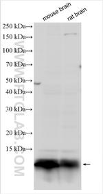 GNG7 Antibody in Western Blot (WB)