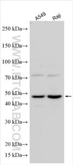 POLA1 Antibody in Western Blot (WB)