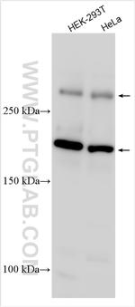 MLL4 Antibody in Western Blot (WB)