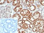 MR1/Major histocompatibility complex, class I-related Monoclonal Antibody (MR1/7579)