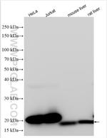 SOD1 Antibody in Western Blot (WB)