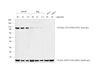 Mouse anti-Goat IgG (H+L) Cross-Adsorbed Secondary Antibody, HRP
