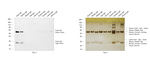 Goat IgG (H+L) Cross-Adsorbed Secondary Antibody in Western Blot (WB)