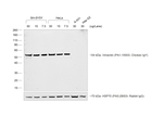 Rabbit anti-Chicken IgY (H+L) Secondary Antibody, HRP