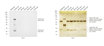 Chicken IgY (H+L) Secondary Antibody in Western Blot (WB)