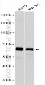 P62, SQSTM1 Antibody in Western Blot (WB)