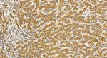 CMIP Antibody in Immunohistochemistry (Paraffin) (IHC (P))