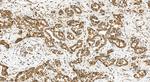 CMIP Antibody in Immunohistochemistry (Paraffin) (IHC (P))