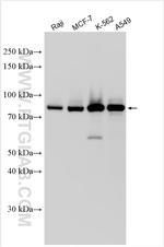 CMIP Antibody in Western Blot (WB)