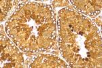 TUSC1 Antibody in Immunohistochemistry (Paraffin) (IHC (P))