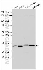 TUSC1 Antibody in Western Blot (WB)