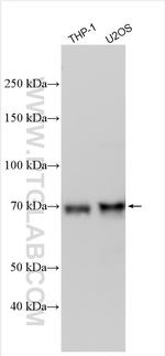 ZNF467 Antibody in Western Blot (WB)