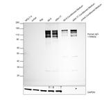 Goat anti-Human IgG (H+L) Cross-Adsorbed Secondary Antibody, HRP