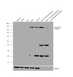 Goat anti-Human IgG F(ab')2 Cross-Adsorbed Secondary Antibody, HRP