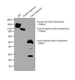 Human IgG F(ab')2 Cross-Adsorbed Secondary Antibody in Western Blot (WB)